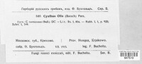 Cyathus olla image